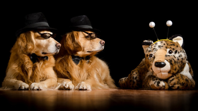Обои картинки фото животные, собаки, шляпы, тигр, очки, игрушка