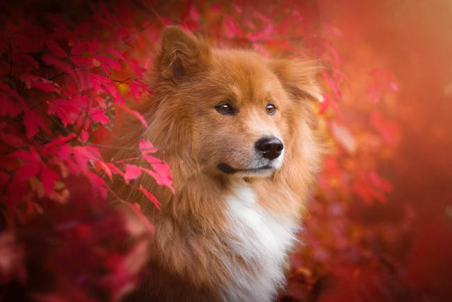Обои картинки фото животные, собаки, листья, осень, ветки, евразиер, ойразиер, собака, животное, природа, пёс, birgit, chytracek
