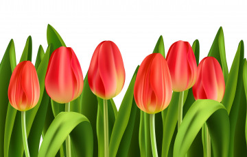 Картинка векторная+графика цветы+ flowers тюльпаны