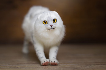 Картинка разное игрушки кот белый