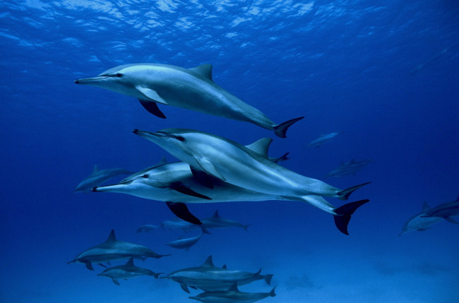 Обои картинки фото кино фильмы, oc&, 233, ans, дельфины, океан