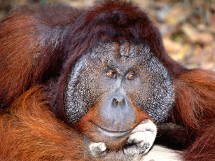 Картинка daydreaming bornean orangutan животные обезьяны