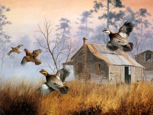 Картинка рисованные животные птицы утки