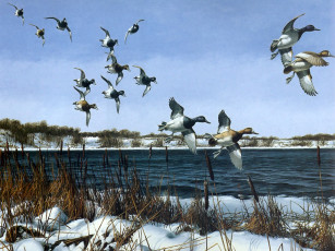 Картинка рисованные животные птицы утки