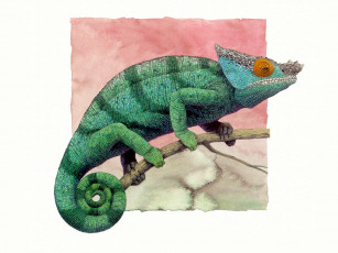Картинка рисованные животные ящерицы хамелеон
