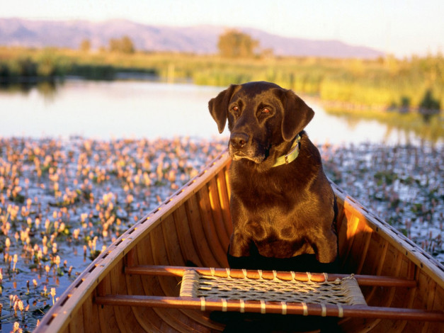 Обои картинки фото canine, canoe, животные, собаки