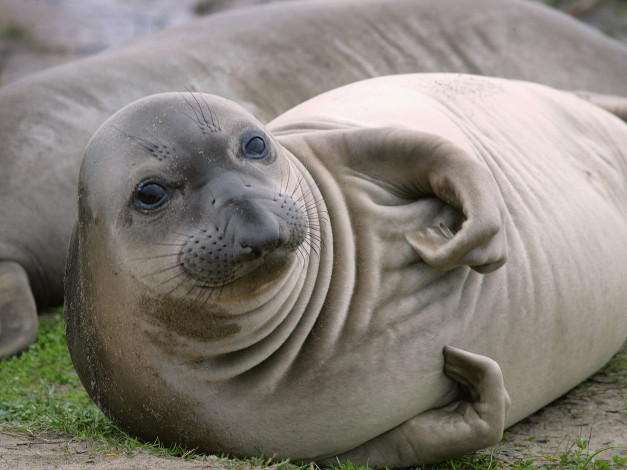 Обои картинки фото elephant, seal, pup, aсo, nuevo, state, reserve, california, животные, тюлени, морские, львы, котики