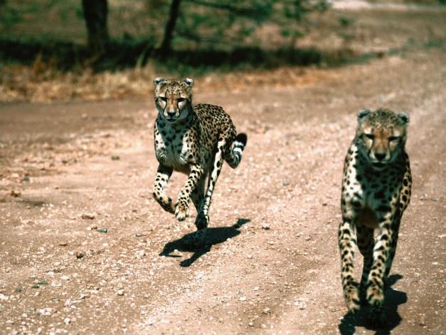 Обои картинки фото in, pursuit, cheetahs, животные, гепарды