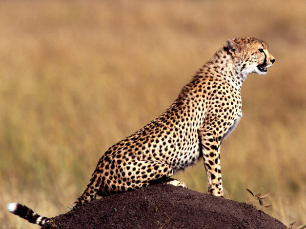 Обои картинки фото posture, cheetah, животные, гепарды