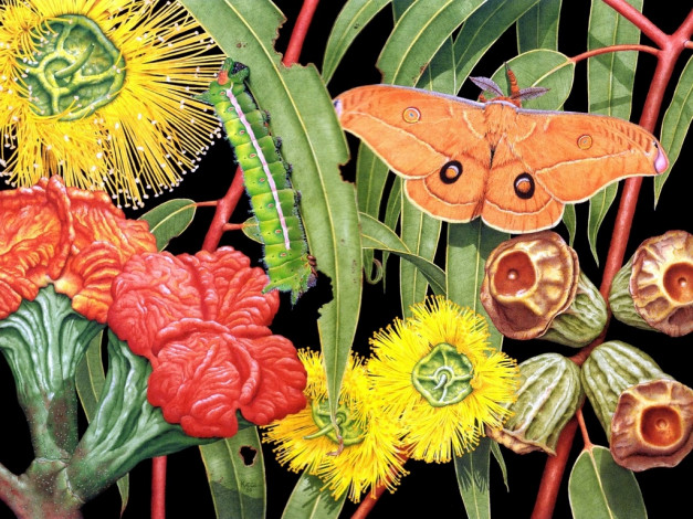 Обои картинки фото рисованные, животные, бабочки