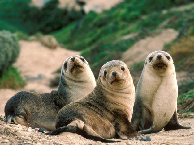 Обои картинки фото three, pups, on, sandy, beach, australia, животные, тюлени, морские, львы, котики