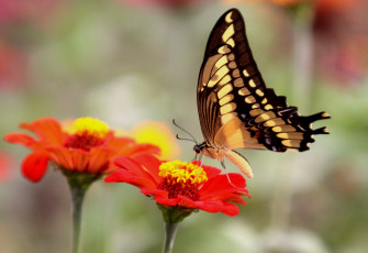 Картинка животные бабочки крылья цветы