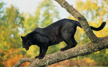 Картинка животные пантеры дерево черная