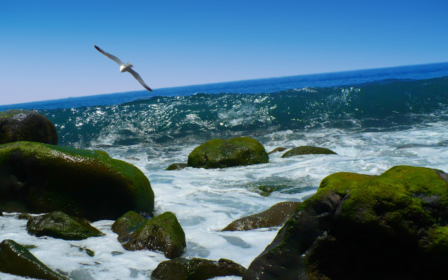 Обои картинки фото природа, моря, океаны, камни, чайка