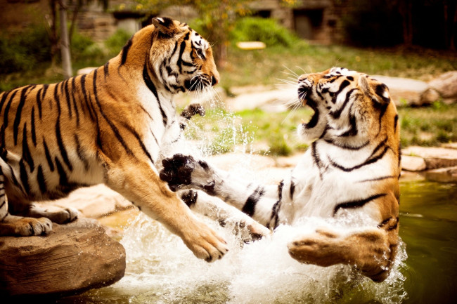 Обои картинки фото животные, тигры, схватка