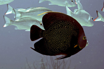 Картинка животные рыбы черный плавники