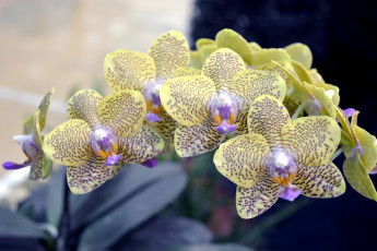 Картинка цветы орхидеи ветка желтый