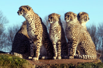 Картинка животные гепарды семья пятна