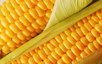 Картинка еда кукуруза