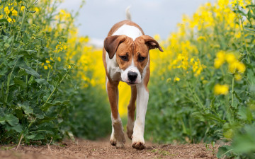 Картинка животные собаки собака лето поле рапс