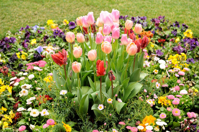 Обои картинки фото цветы, разные, вместе, виолы, клумба, маргаритки, тюльпаны