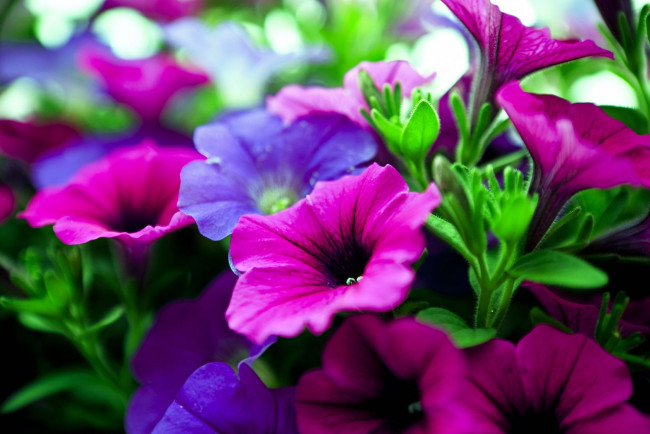 Обои картинки фото цветы, петунии, калибрахоа, яркий, лиловый, малиновый