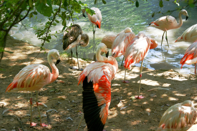Обои картинки фото животные, фламинго, птицы