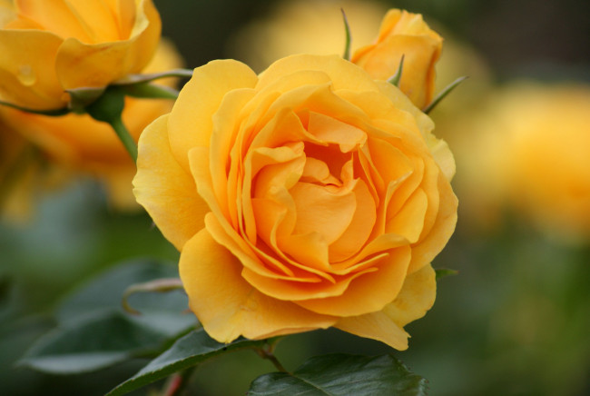 Обои картинки фото цветы, розы, лепестки, желтый