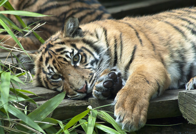 Обои картинки фото животные, тигры, суматранский, тигр, тигрёнок