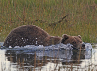 Картинка животные медведи аляска заплыв кадьяк бурый медведь вода