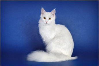 Картинка животные коты кошка красавица