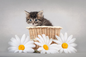 Картинка животные коты корзинка котенок ромашки