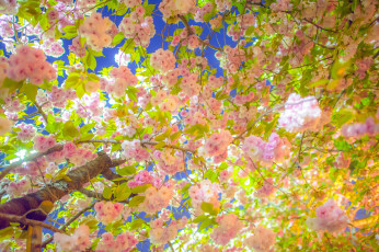 Картинка цветы сакура вишня дерево ветки цветение весна