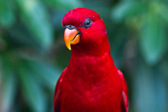 Картинка животные попугаи красный лори