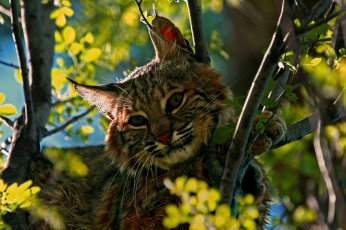 Картинка животные рыси хищник взгляд дерево кошка