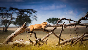 Картинка животные львы львица дерево