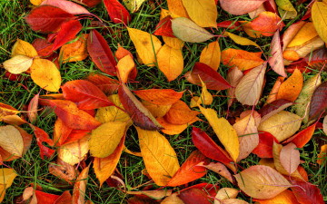 Картинка природа листья осень трава листва