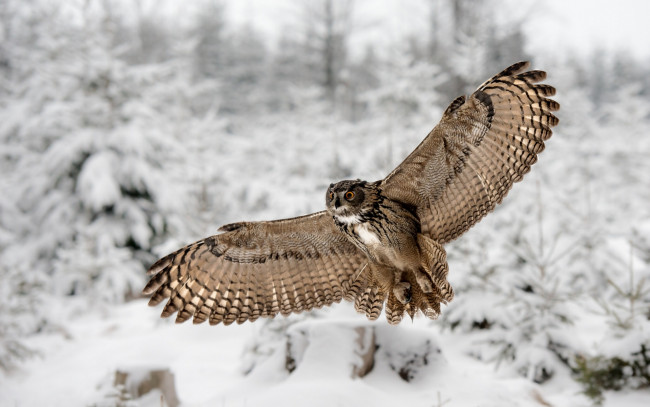 Обои картинки фото животные, совы, филин, крылья, зима