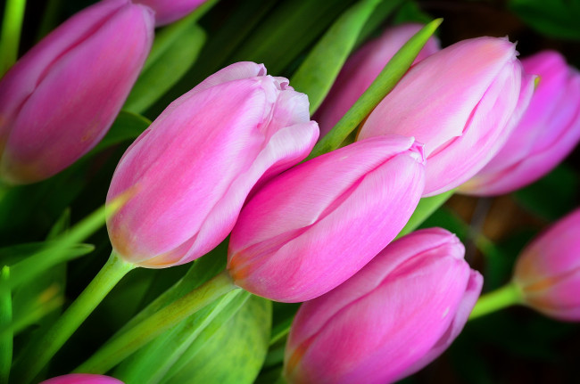Обои картинки фото цветы, тюльпаны, бутоны, розовый