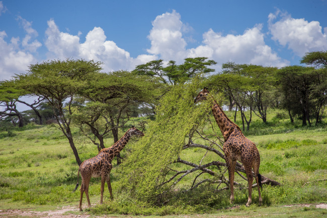 Обои картинки фото животные, жирафы, шея, акация, обед