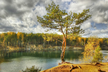 Картинка природа реки озера сосна