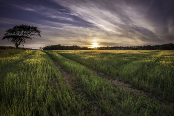 Картинка природа восходы закаты поле трава колея облака свет