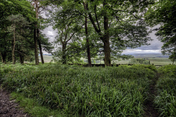 Картинка природа лес опушка трава