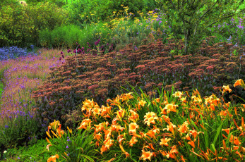 Картинка природа парк трава цветы деревья