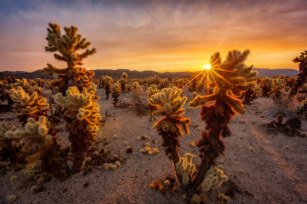 Картинка природа пустыни кактусы