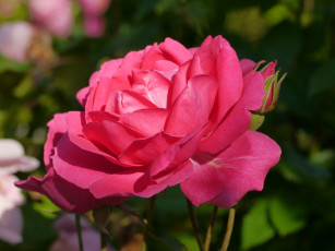 Картинка цветы розы дача лето