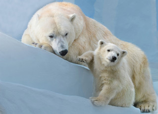 Картинка животные медведи камни белый медведь