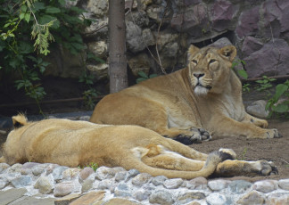 Картинка животные львы москва лев лето кошка июль зоопарк хищник город