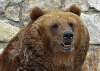 Картинка животные медведи хищник портрет москва медведь лето июль зоопарк город