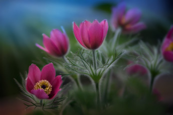 Картинка цветы анемоны +сон-трава сон-трава природа весна